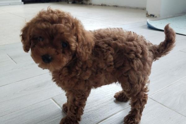 Der kleine Entdecker