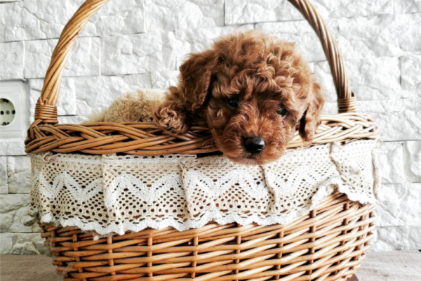 Ein Korb voller Glück